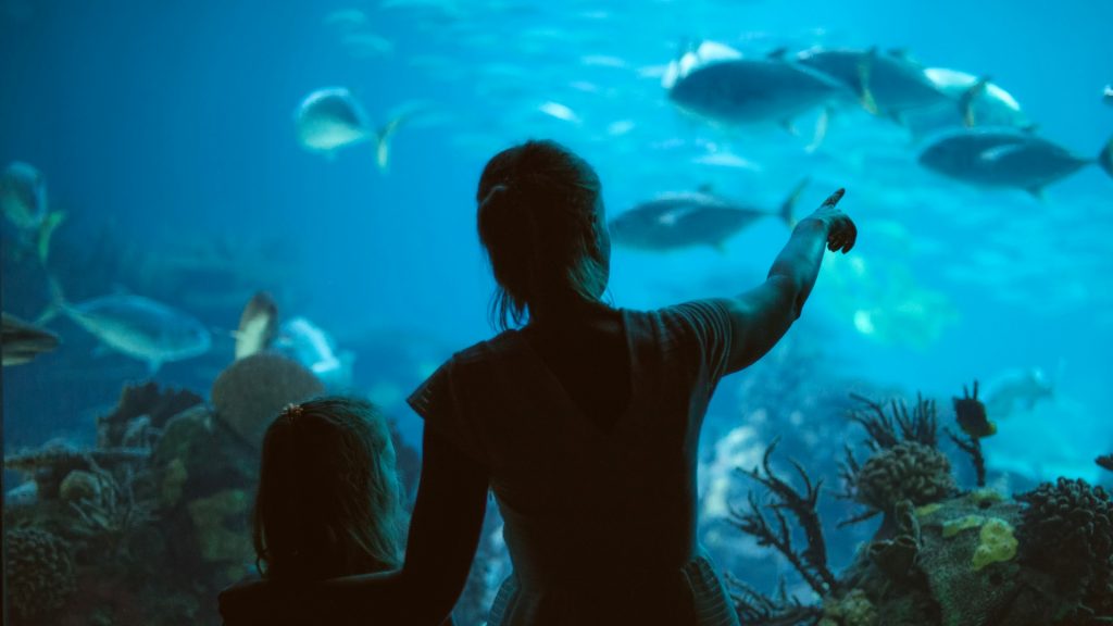 AQUARIUM PULA – erfahren Sie mehr über die Unterwasserwelt der Adria ohne Taucherbrille!