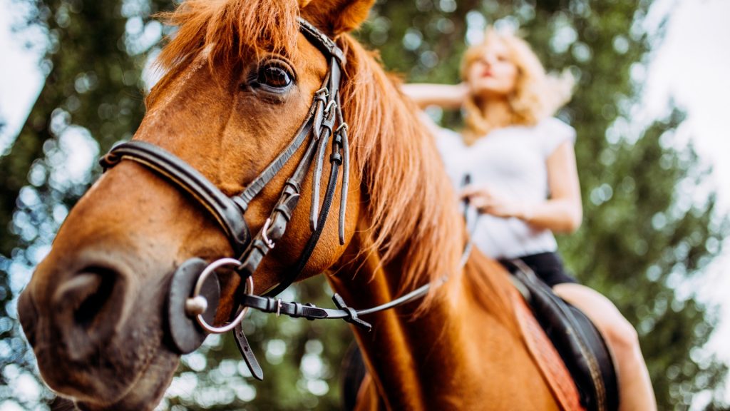 Horseback riding in Istria