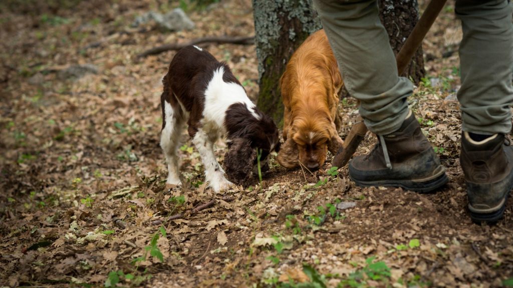 Truffle hunting and tasting in Istria